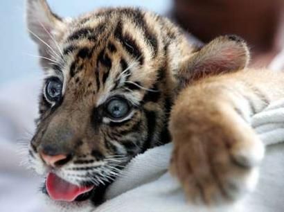 baby_tiger_tongue_out