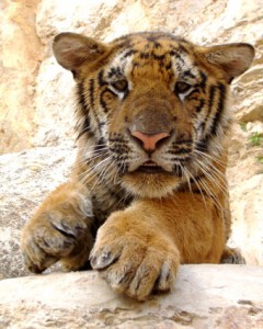 tiger4.jpg